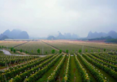 農(nóng)業(yè)農(nóng)村部：提升遙感監(jiān)測(cè)質(zhì)量 繼續(xù)加強(qiáng)重要農(nóng)產(chǎn)品種植情況監(jiān)測(cè)